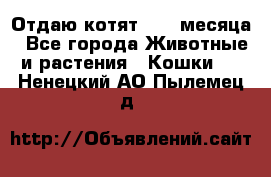 Отдаю котят. 1,5 месяца - Все города Животные и растения » Кошки   . Ненецкий АО,Пылемец д.